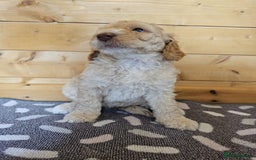 Australian Labradoodle dogs for sale: 💕 Stunning Australian Labradoodles! 💕 - Image 25