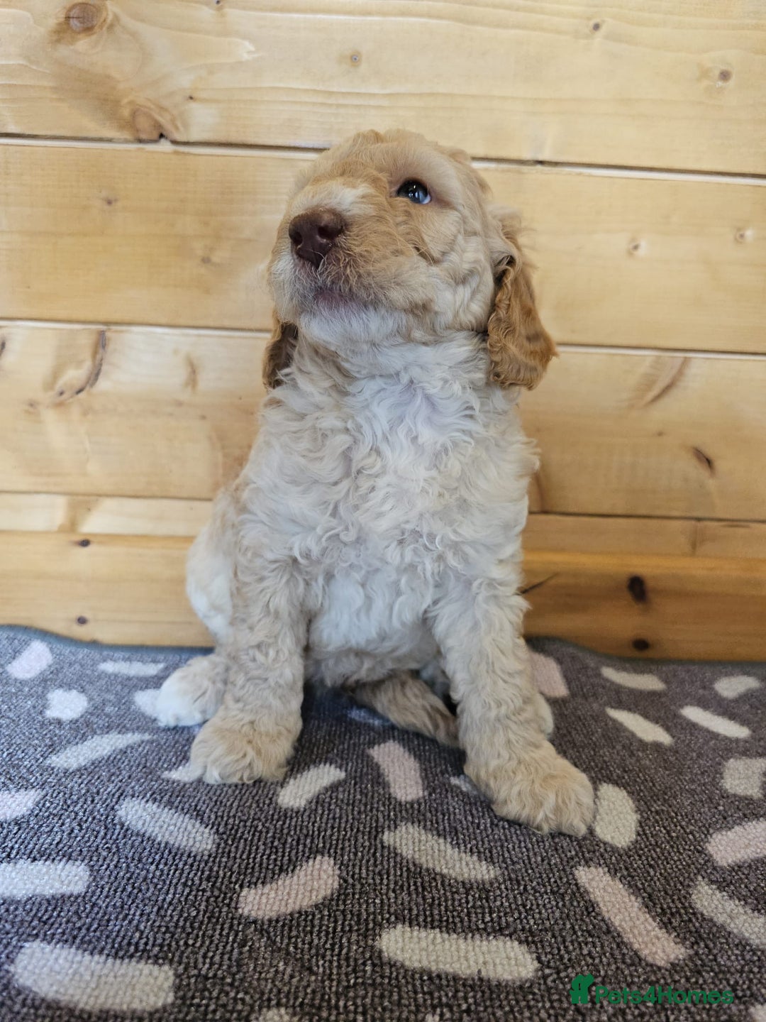 Australian Labradoodle dogs for sale: 💕 Stunning Australian Labradoodles! 💕 - Image 25