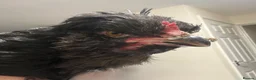 Chickens poultry for sale: Zombie chickens, cross and pure bread Roosters - Advert 4