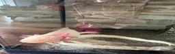 Other/Mixed Breed fish for sale: beautiful albino axolotl in Stoke-on-Trent - Advert 2