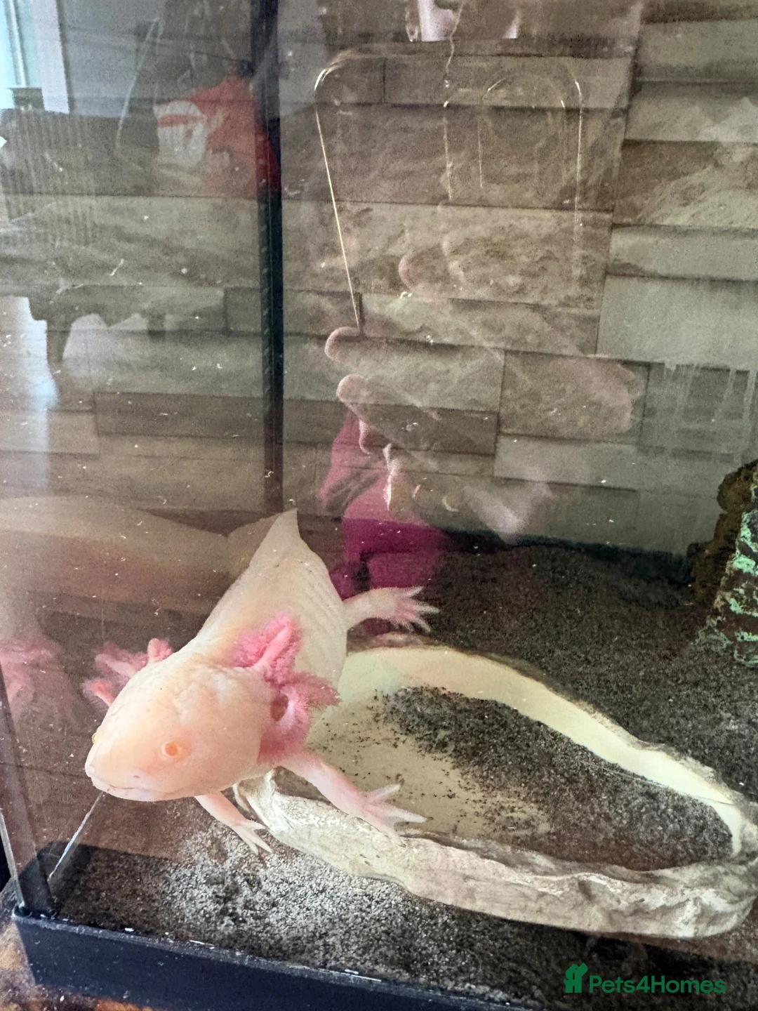 Other/Mixed Breed fish for sale: beautiful albino axolotl in Stoke-on-Trent - Advert 2