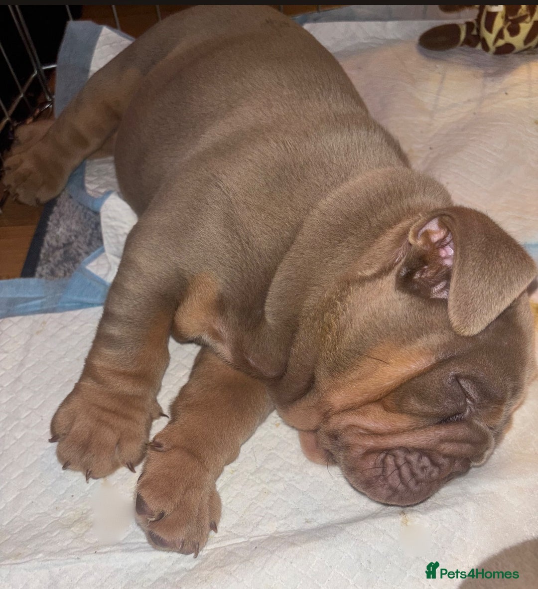 English Bulldog dogs for sale: 2 English bulldog 'lilac' puppies READY 8TH DEC 25 - Advert 28