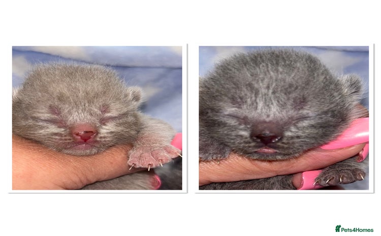British Shorthair cats - Advert 14