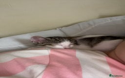 British Shorthair cats for sale: White and grey tabby boy  - Image 2