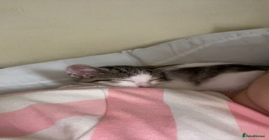 British Shorthair cats - Advert 4