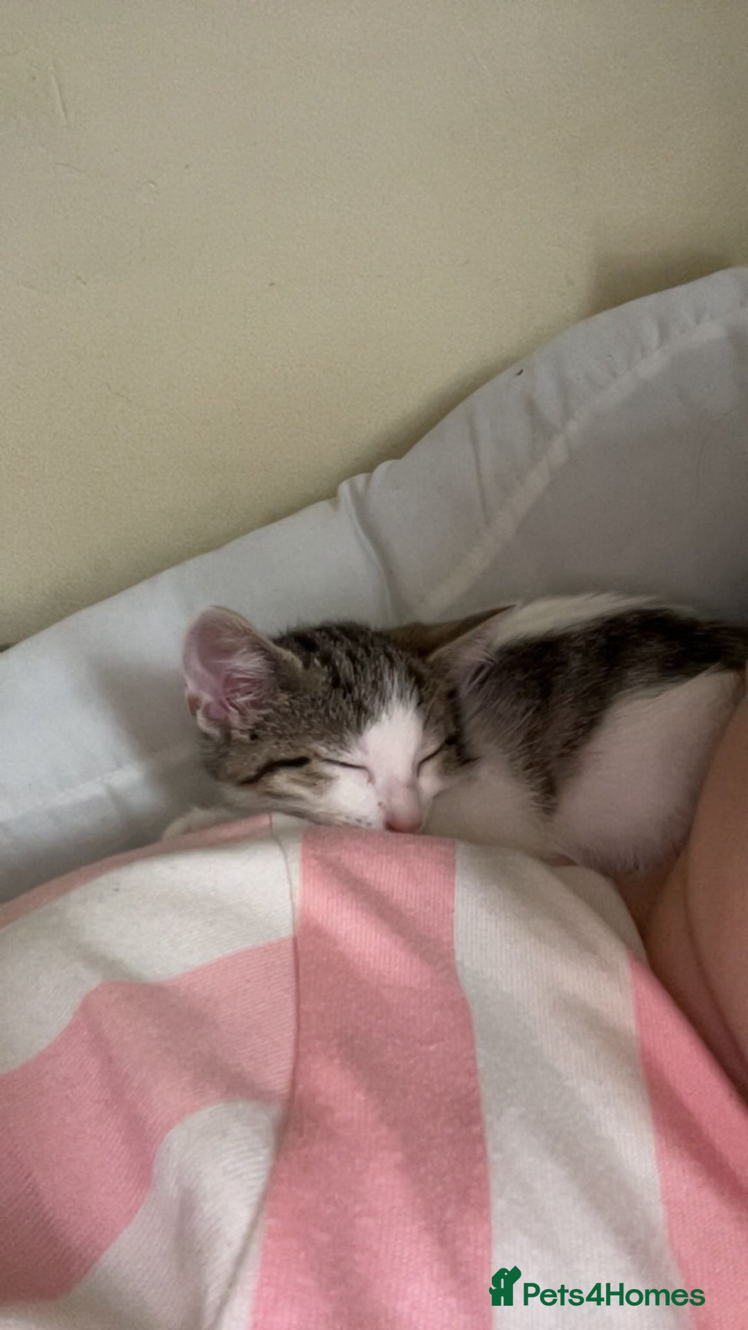 British Shorthair cats for sale: White and grey tabby boy  - Image 2