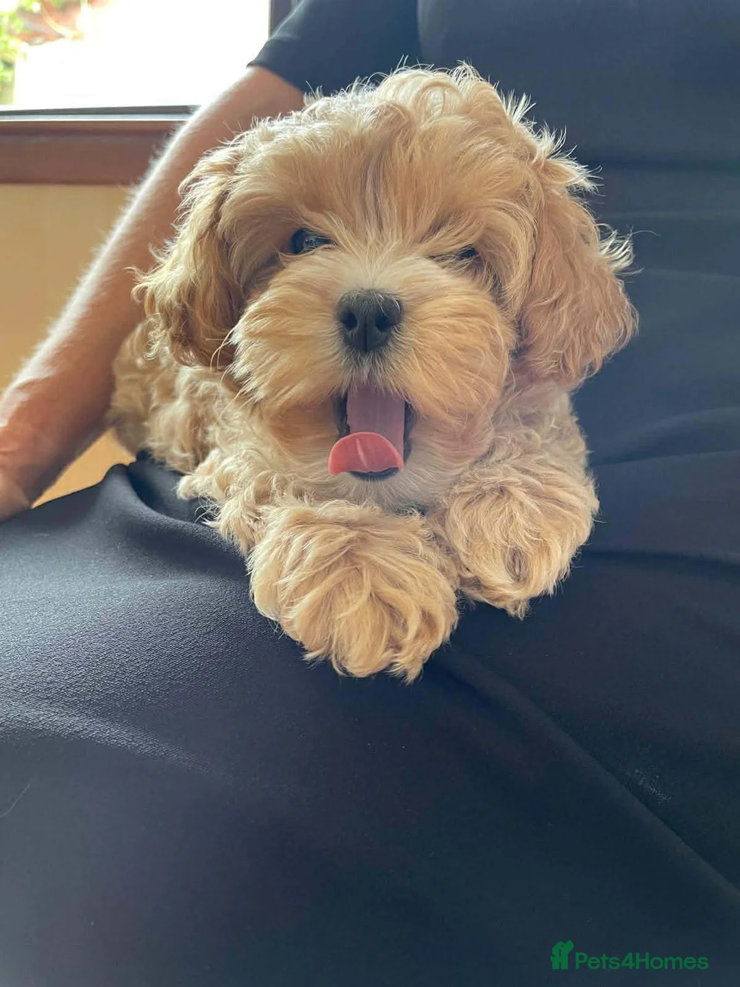 Maltipoo dogs for adoption: Molly Mae - In Ayr Looking for a Home - Advert 3