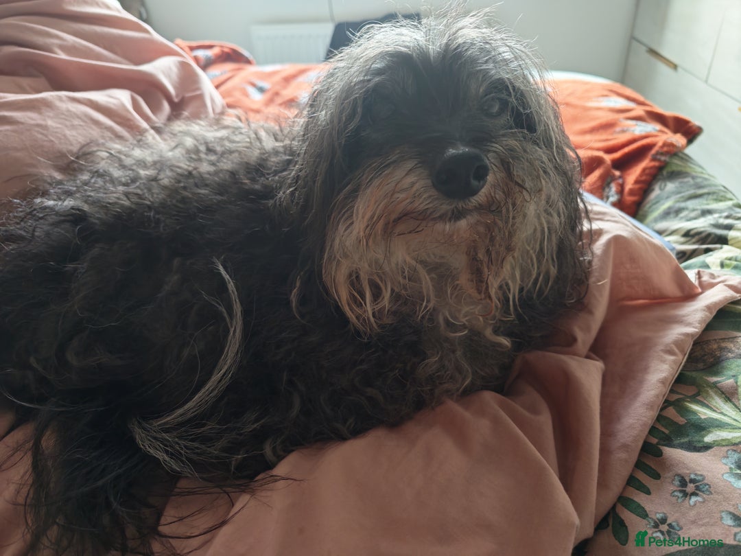 Chipoo dogs for sale: Chipoo for sale - Advert 1