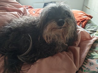 Chipoo dogs Chipoo for sale - Advert 1