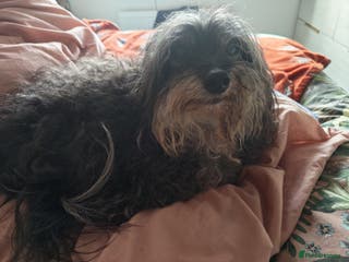 Chipoo dogs Chipoo for sale - Advert 12