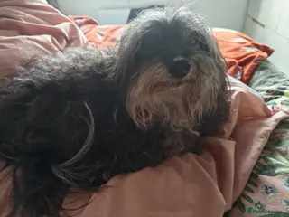 Chipoo dogs Chipoo for sale - Advert 4