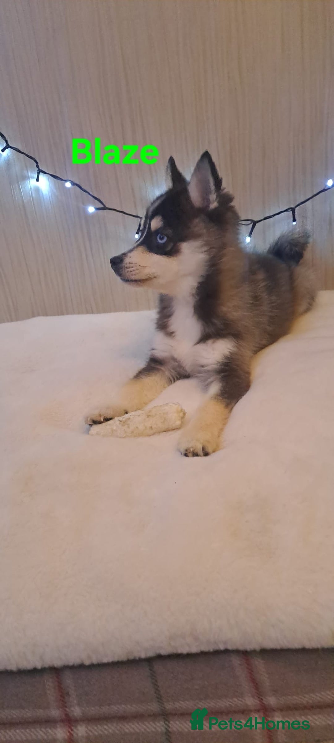 Pomsky dogs for sale: 2 Boys leftStunning Blue eyed F4 Pomsky pups - Advert 33