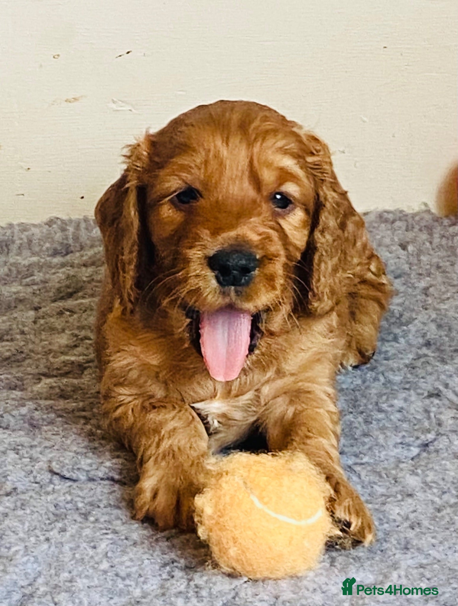 Cocker Spaniel dogs Beautiful Cockerspaniel Puppies For Sale - Advert 14