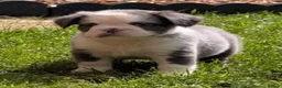 French Bulldog dogs for sale: Price reduced Fluffy French Bulldogs - Advert 33