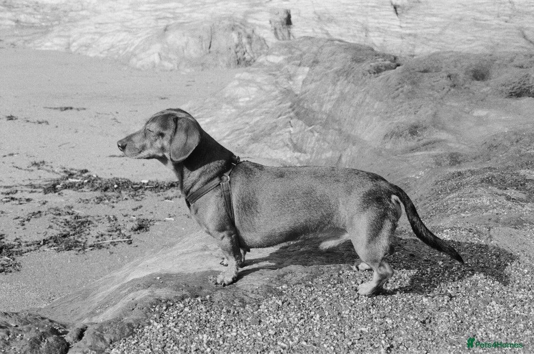 Miniature Dachshund dogs for stud: Picasso (Available for Stud) - Advert 2