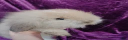 Mini Lion Lop rabbits for sale: Mini lion head lop  - Advert 15