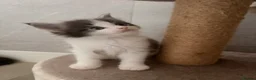 Maine Coon cats for sale: Three beautiful maine coon kittens available  - Advert 9