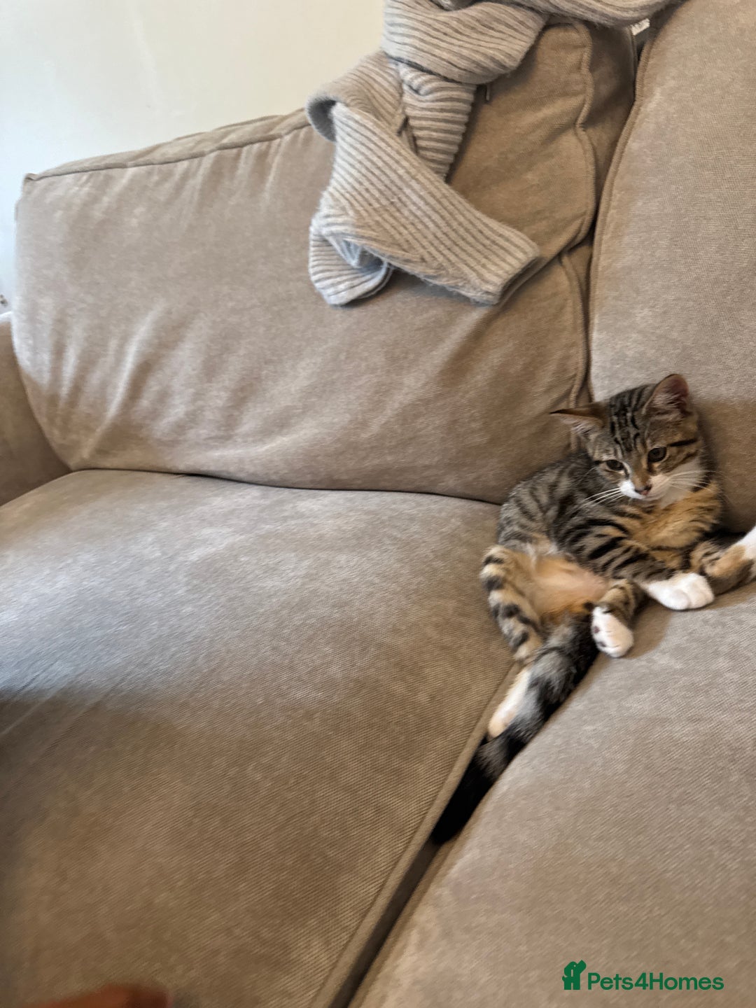 Mixed Breed cats for sale: Beautiful male tabby  - Advert 4