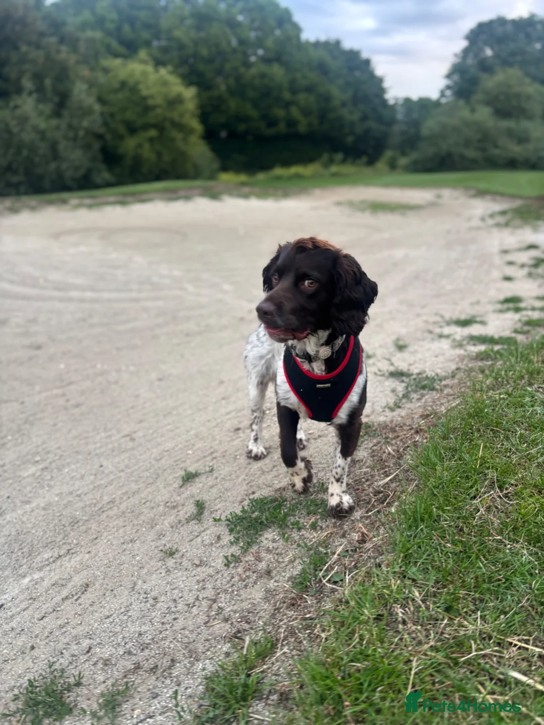 Sprocker dogs for stud: Sprocker spaniel  in Uxbridge - Advert 2