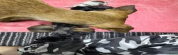 Mixed Breed dogs for sale: 7 beautiful puppies  in Taunton - Advert 25