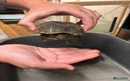 Turtle reptiles for sale: 2 male musk turtles - Image 3
