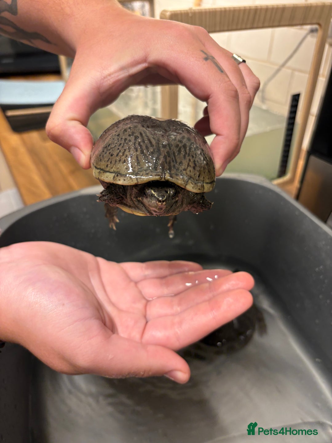 Turtle reptiles for sale: 2 male musk turtles - Image 3