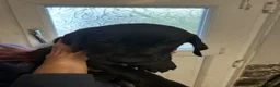 Mixed Breed dogs for sale: Stunning cane corso / Doberman puppies - Advert 4
