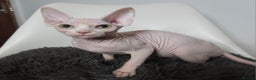 Sphynx cats for sale: Pedigree Sphynx kittens. Ready to go. - Advert 1