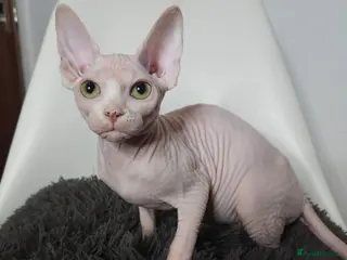 Sphynx cats Pedigree Sphynx kittens. Ready to go. - Advert 18