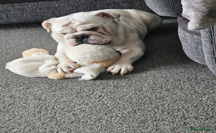 English Bulldog dogs - Advert 3