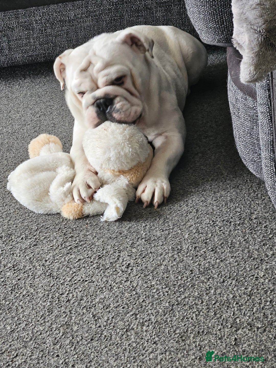 English Bulldog dogs for sale: Kc registered English bulldog - Image 1