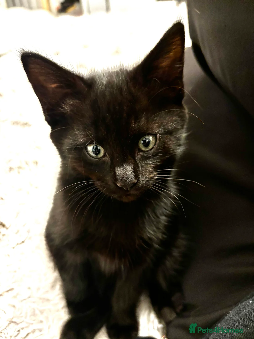 Mixed Breed cats for sale: Fluffy, playful kittens - Advert 11