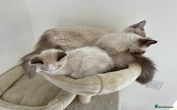 Ragdoll cats for sale: GCCF Champion Line Pedigree Ragdoll Kittens - Image 4