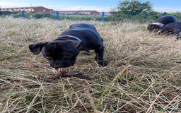 Staffordshire Bull Terrier dogs for sale: Staffy Puppy's for sell in Liverpool - Image 12