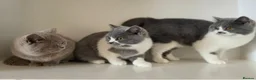 British Shorthair cats for sale: Adorable GCCF REG BSH - ready to leave - Advert 20