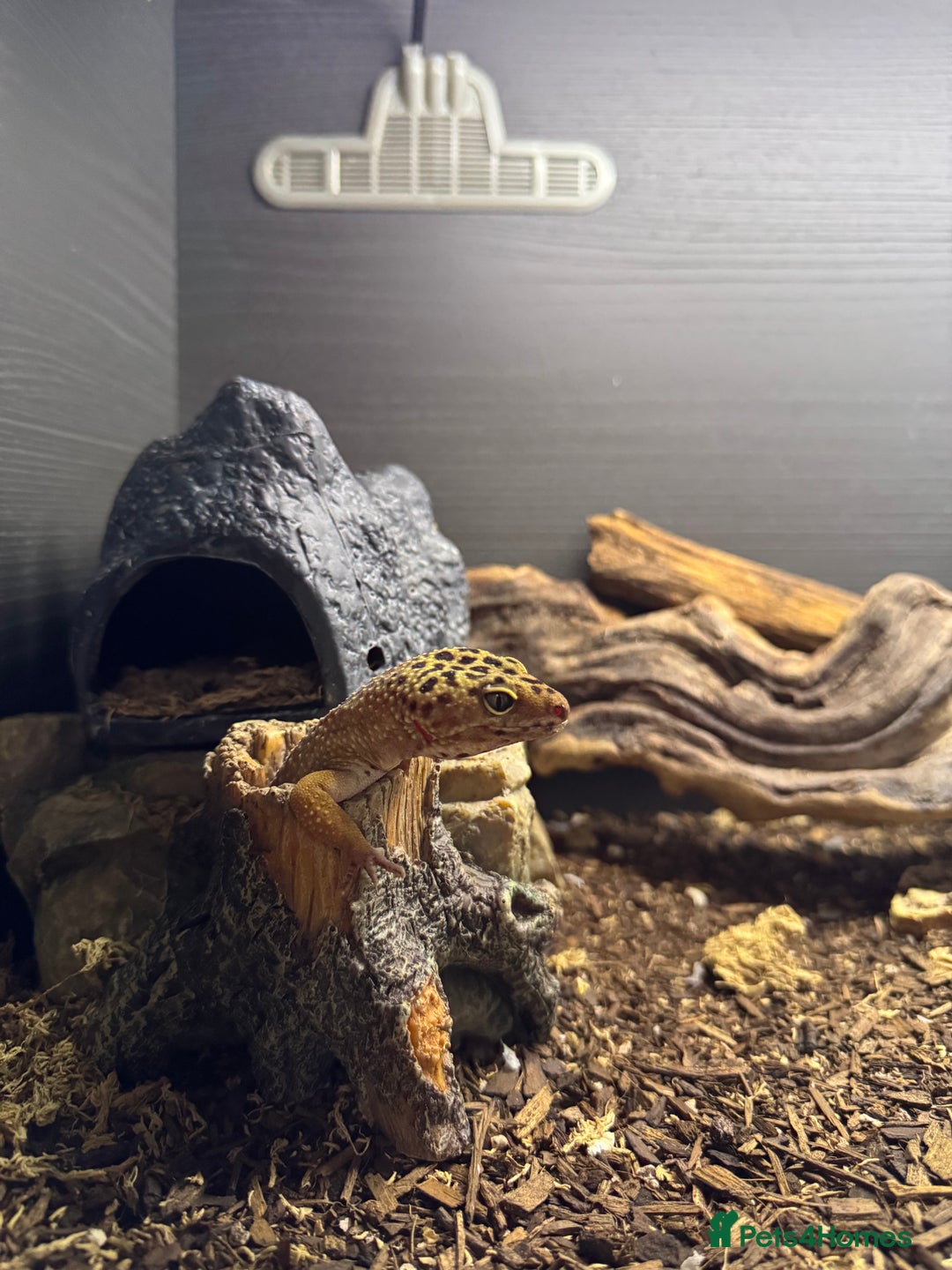 Gecko reptiles for sale: 5 mixed lizards available  in Yelverton - Advert 5