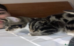 Mixed Breed cats for sale: Beautiful Female Kitten  - Image 4