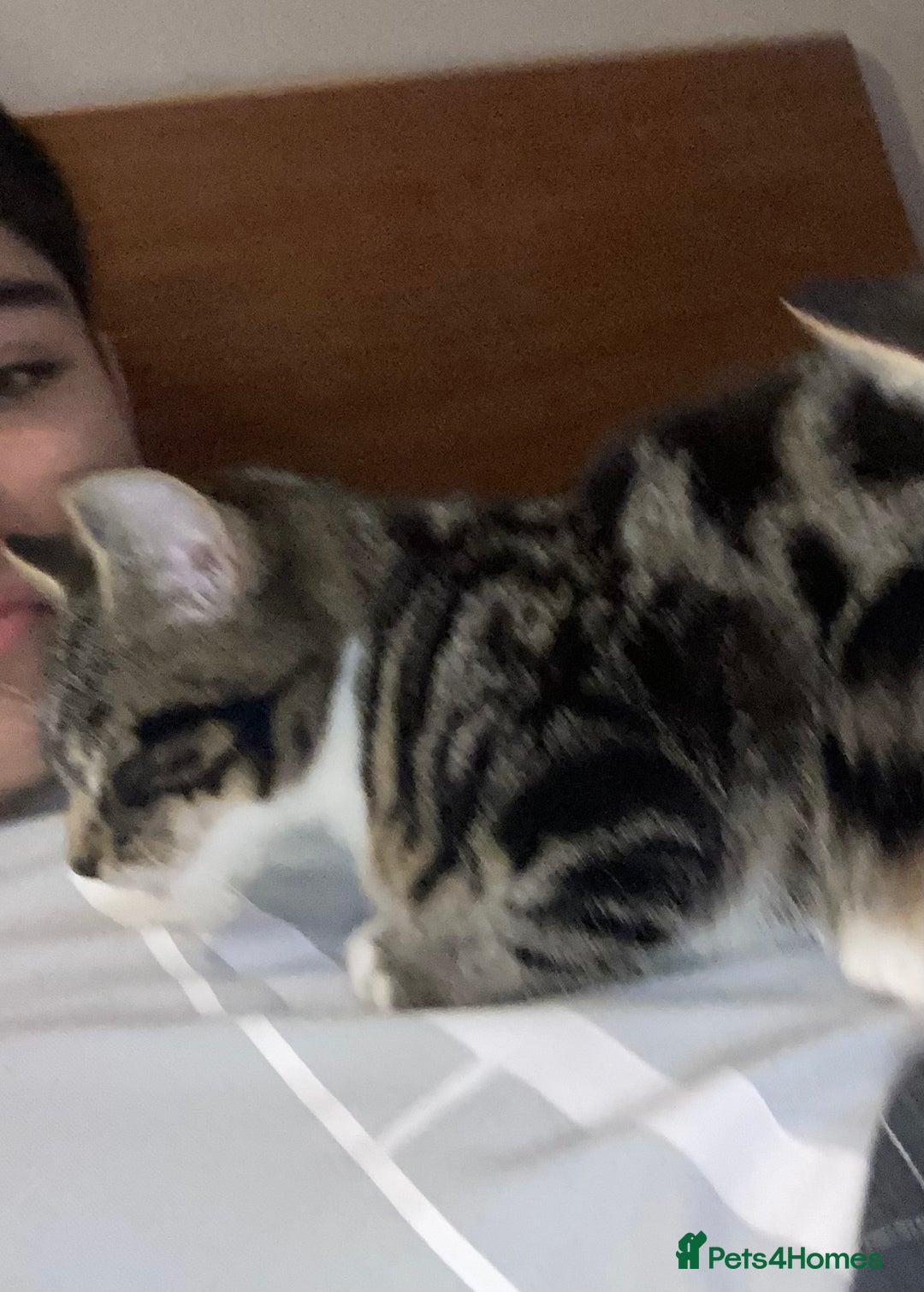 Mixed Breed cats for sale: Beautiful Female Kitten  - Image 4