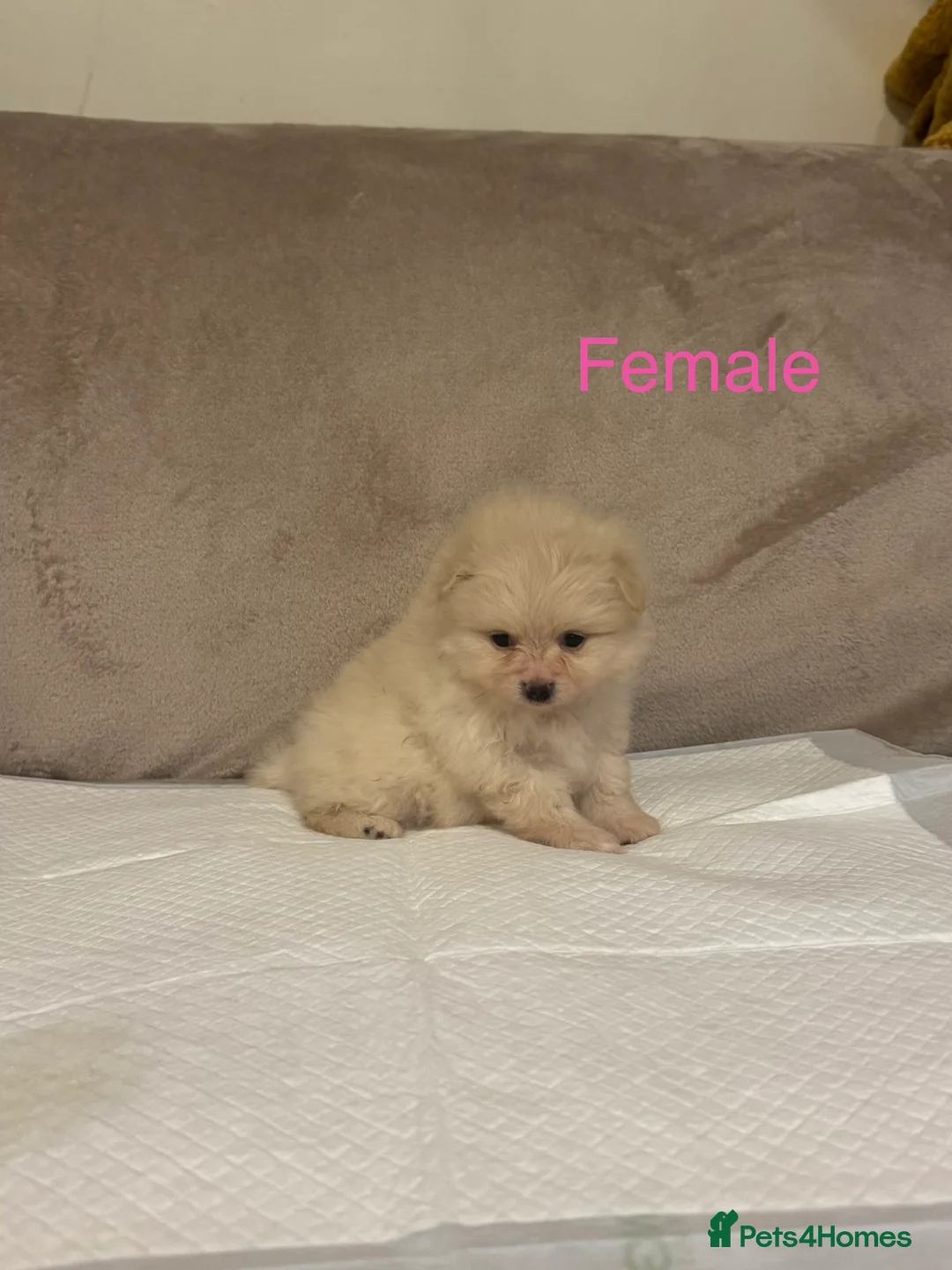 Pomeranian dogs for sale: 🐾Fluffy Little Pomeranians for sale🐾 - Advert 12