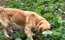 Golden Retriever dogs for sale: Golden retriever male - Advert 8