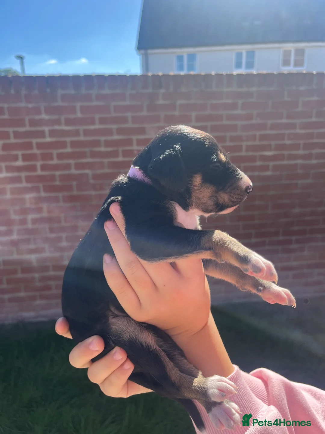 Lurcher dogs for sale: Beautiful lurcher puppies  in Ashford - Advert 2