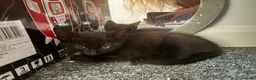 Mixed Breed cats for sale: 5 black long hair kittens  - Advert 4