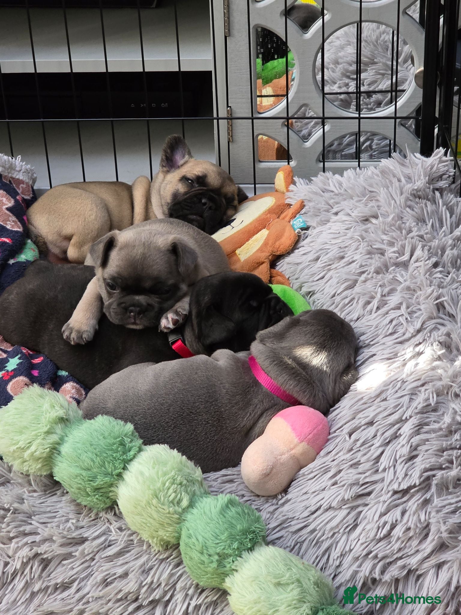 French Bulldog dogs Beautiful, Chunky, Frenchie Puppies - Advert 9