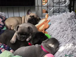 French Bulldog dogs Beautiful, Chunky, Frenchie Puppies - Advert 1