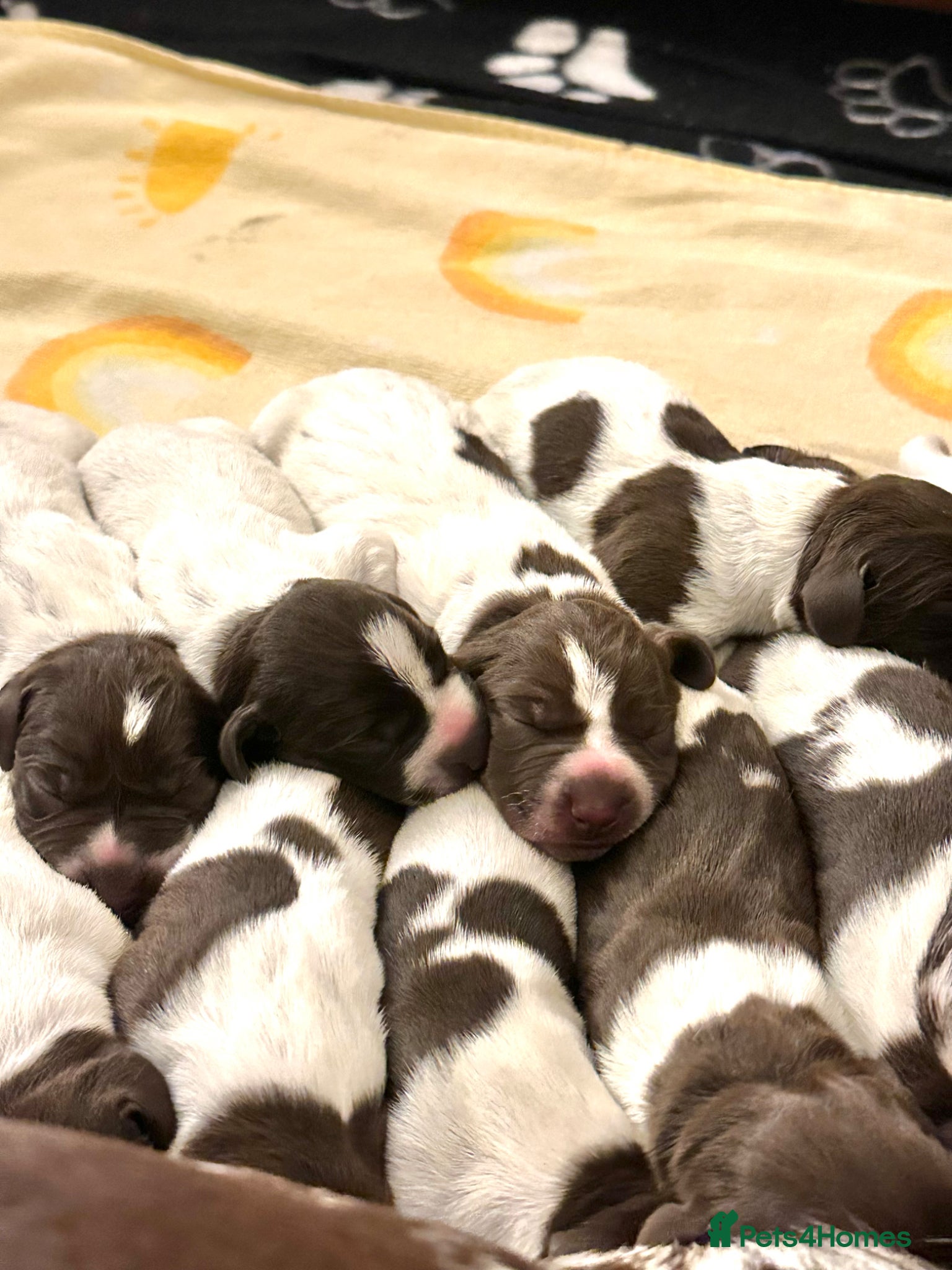 German Shorthaired Pointer dogs 🐾KC Registered German Shorthaired Pointer Puppies - Advert 3