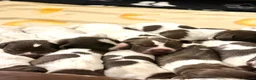 German Shorthaired Pointer dogs for sale: 🐾KC Registered German Shorthaired Pointer Puppies - Advert 2