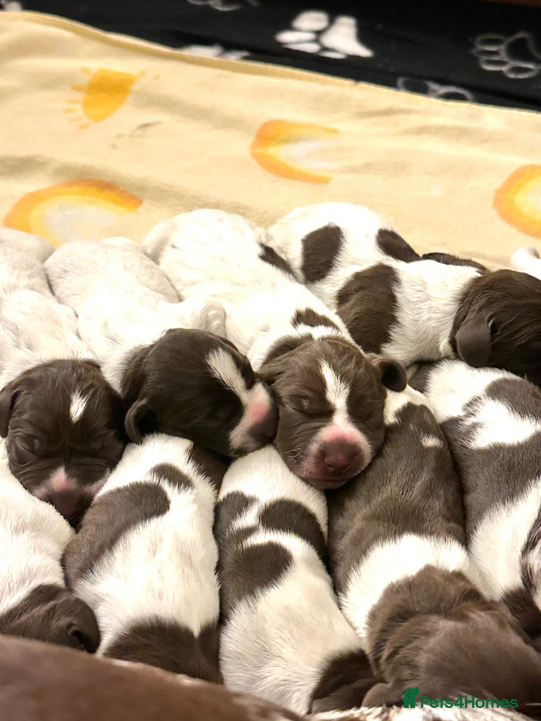 German Shorthaired Pointer dogs for sale: 🐾KC Registered German Shorthaired Pointer Puppies - Advert 2