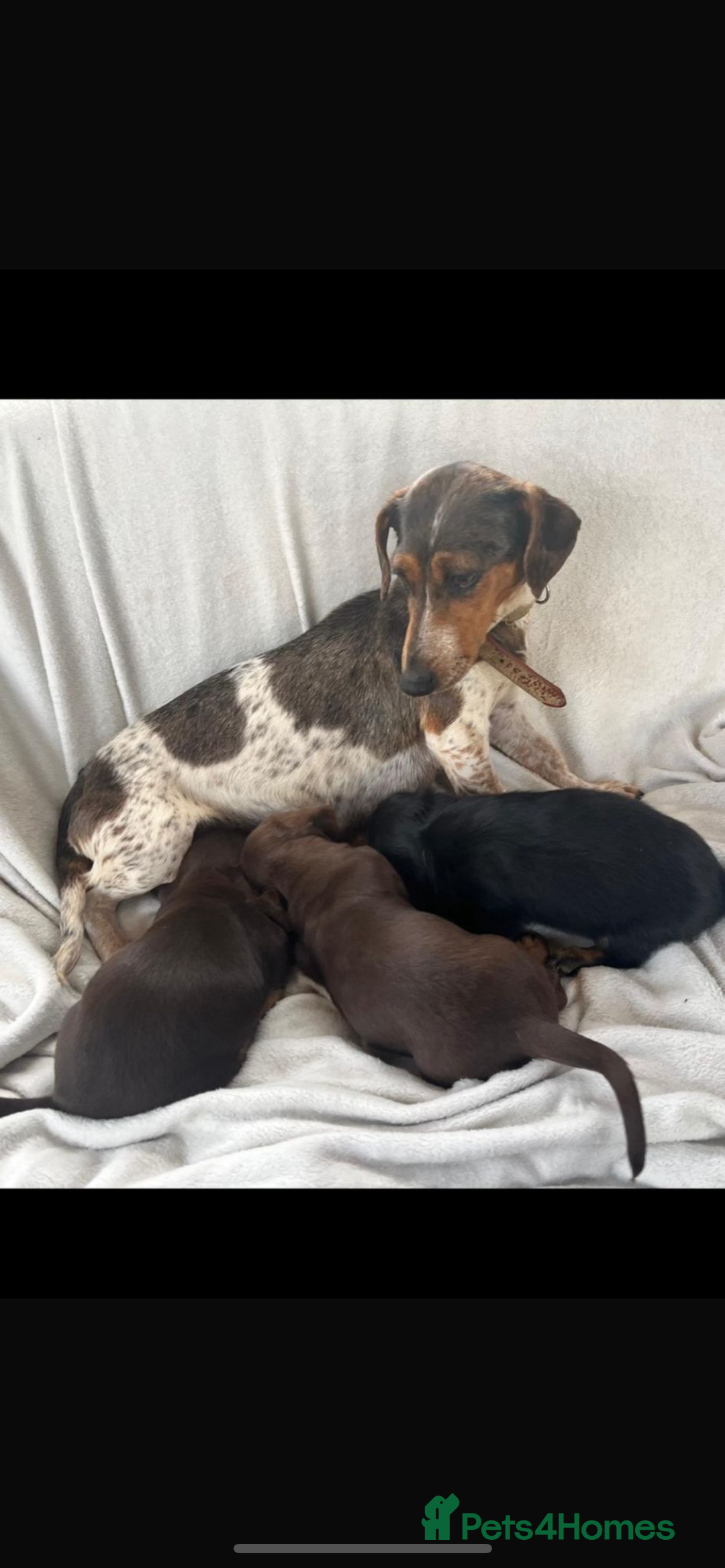 Mixed Breed dogs for sale: Dachshund x Jack pussell - Image 19