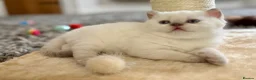 British Shorthair cats for sale: 🐾💙Beautifully Stunning GCCF BSH Kittens💙🐾 - Advert 22