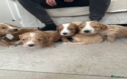 Cockapoo dogs for sale: 8 beautiful F1 cockapoo puppies - Image 15